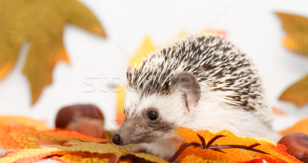 African white- bellied hedgehog Stock photo © Nneirda