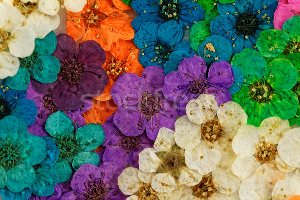 Decorativ montaj colorat uscate Flori de primavara violet Imagine de stoc © Nneirda