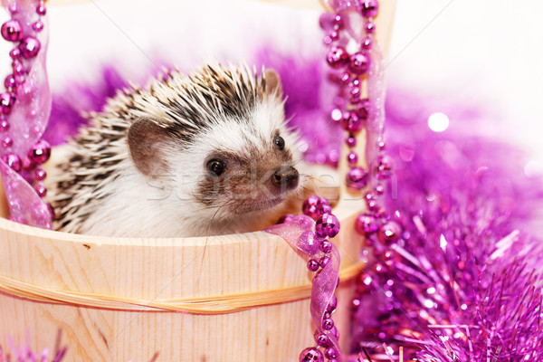 A cute little hedgehog - ( African white- bellied hedgehog ) Stock photo © Nneirda