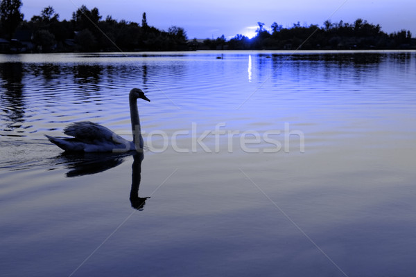 Stock foto: Einsamen · Schwan · schönen · Sonnenuntergang · See · Sonne