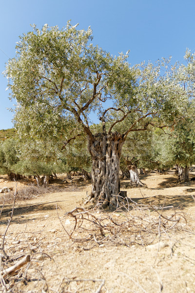 Manzara zeytin dev yağ ağaç Stok fotoğraf © Nneirda