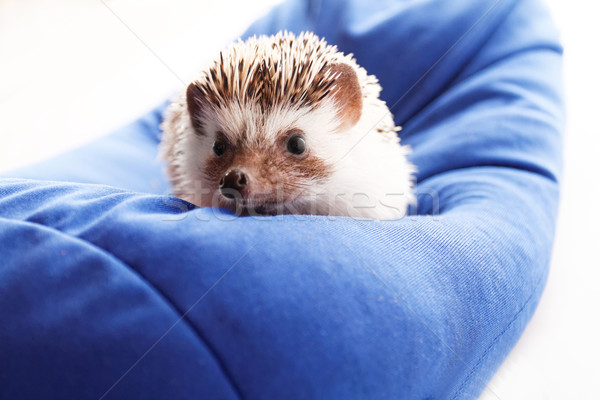 Cute hedgehog Stock photo © Nneirda
