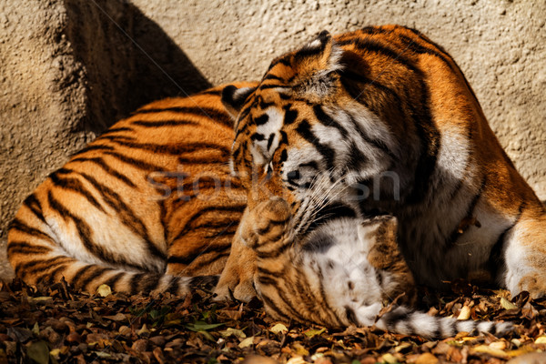 虎 ママ 動物園 カブ 晴れた 写真 ストックフォト © Nneirda