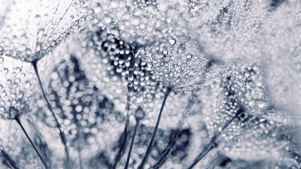 Plant zaden waterdruppels abstract macro foto Stockfoto © Nneirda