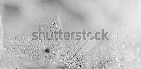 Plantă seminţe picături de apă abstract macro fotografie Imagine de stoc © Nneirda