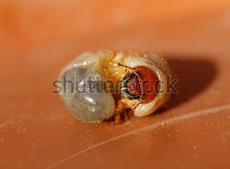 May beetle larvae (Melolontha melolontha) Stock photo © Nneirda