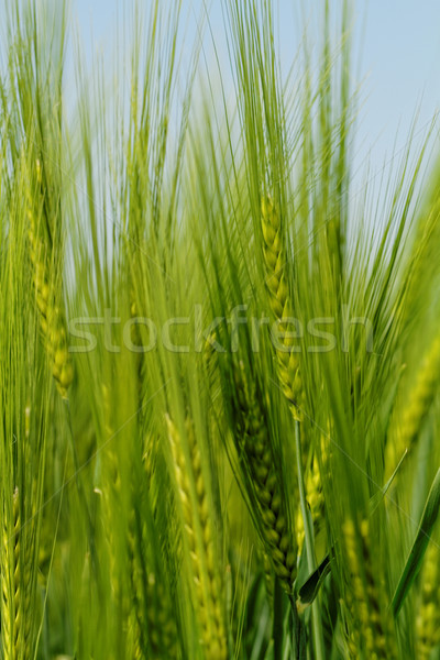 Zielone pszenicy ziarna dziedzinie wiosną wolności Zdjęcia stock © Nneirda
