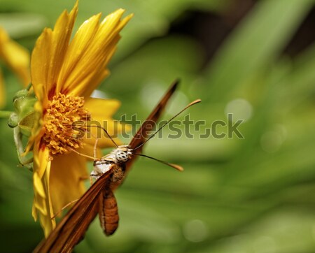 Orange butterfly Stock photo © Nneirda