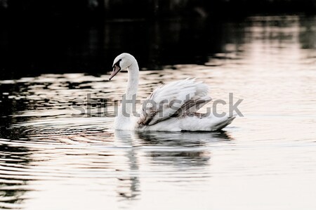 Solitaire cygne belle coucher du soleil lac beauté [[stock_photo]] © Nneirda