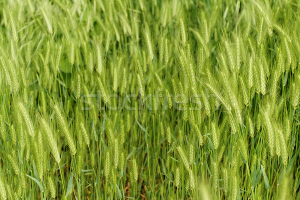 Zöld gabona közelkép fotó gyönyörű háttér Stock fotó © Nneirda