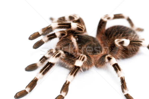 Foto d'archivio: Bella · spider · isolato · bianco · sfondo · nero
