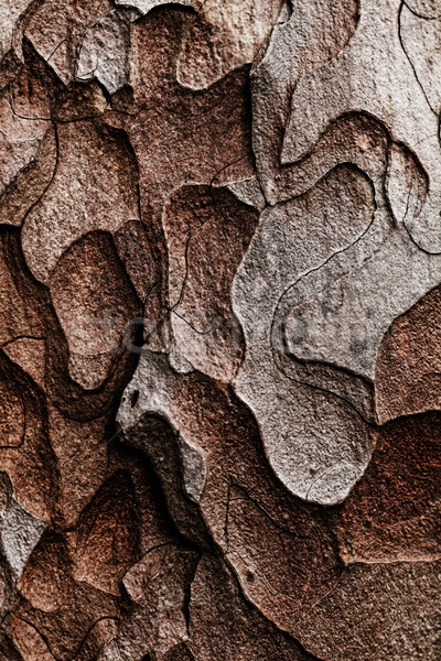 Ahşap doku makro çam ağacı görmek Stok fotoğraf © Nneirda