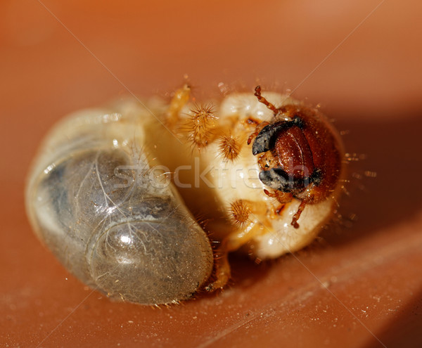 May beetle larvae - Melolontha melolontha Stock photo © Nneirda