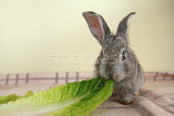 Gray rabbit Stock photo © Nneirda