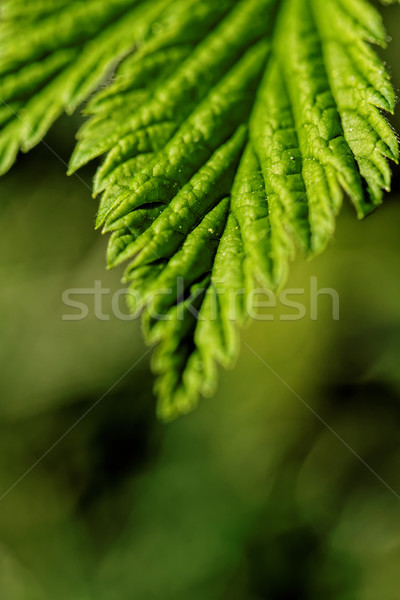 [[stock_photo]]: Poilue · laisse · photo · vert · feuille