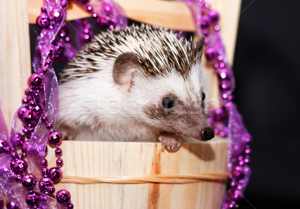 A cute little hedgehog - ( African white- bellied hedgehog ) Stock photo © Nneirda