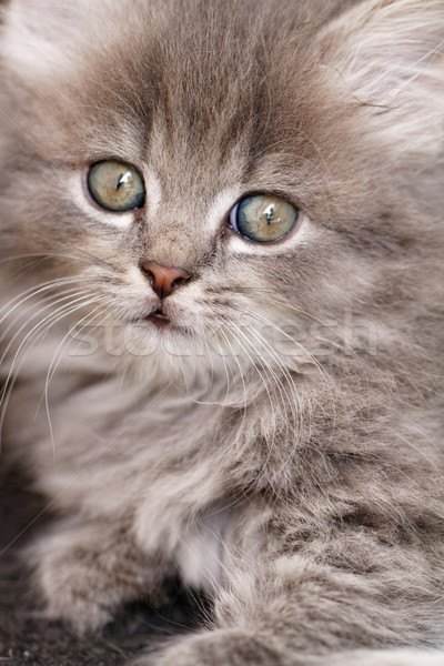 Foto stock: Hermosa · gris · gatito · verde · hasta