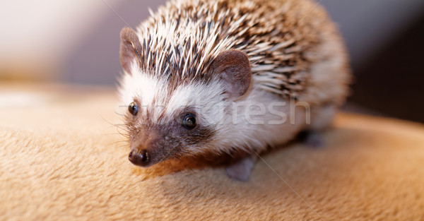 African white- bellied hedgehog Stock photo © Nneirda