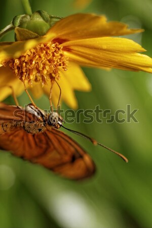 Orange butterfly Stock photo © Nneirda