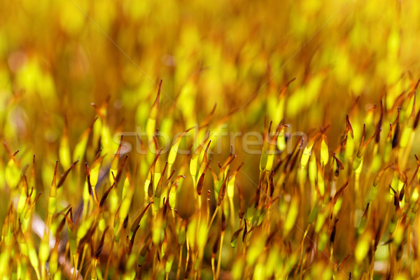 Citromsárga moha közelkép fotó tavasz természet Stock fotó © Nneirda