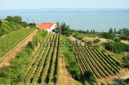 Foto stock: Balaton · paisaje · hermosa · lago · cielo · árbol