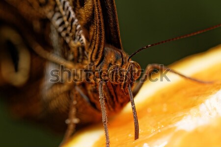 Orange butterfly Stock photo © Nneirda