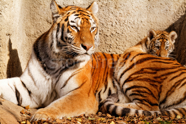 Foto stock: Tigre · mamá · zoológico · soleado · foto