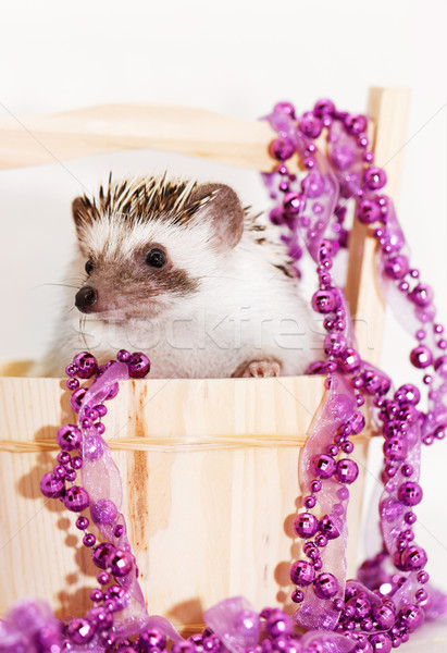 A cute little hedgehog - ( African white- bellied hedgehog ) Stock photo © Nneirda