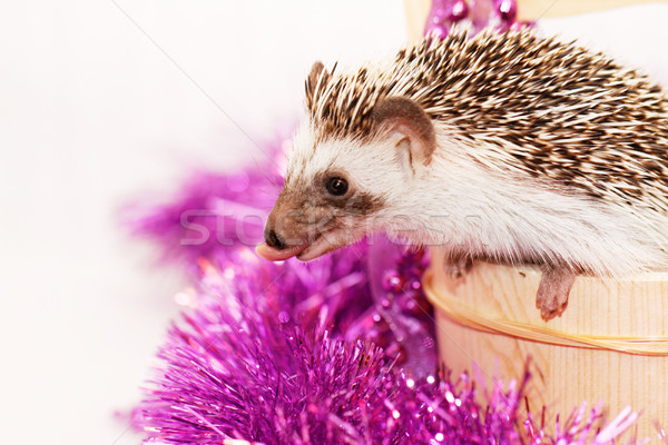 A cute little hedgehog - ( African white- bellied hedgehog ) Stock photo © Nneirda