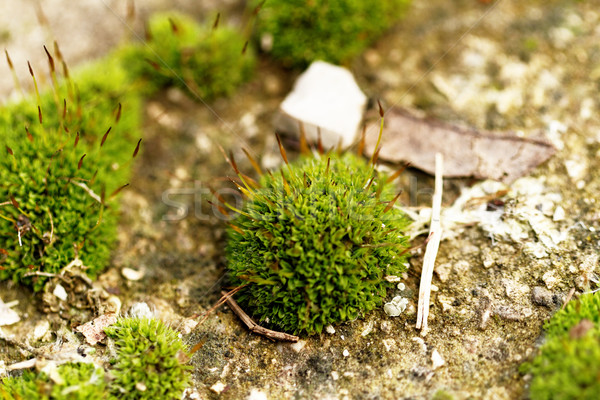 зеленый мох фото лист саду Сток-фото © Nneirda