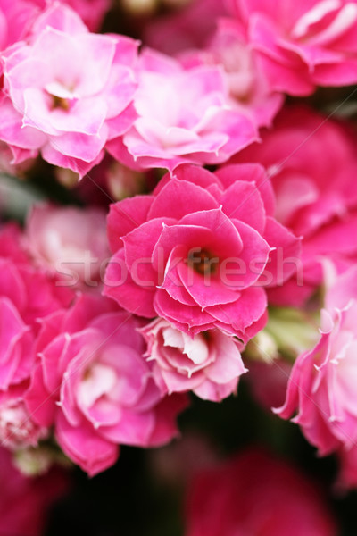 Kalanchoe flower blossoms Stock photo © Nneirda