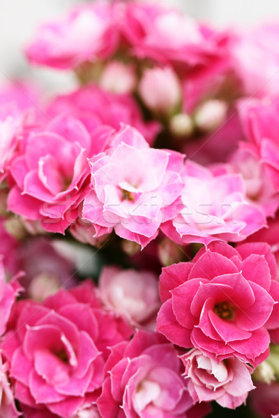Kalanchoe flower blossoms Stock photo © Nneirda
