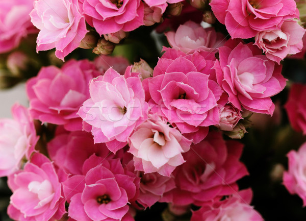 Kalanchoe flower blossoms Stock photo © Nneirda