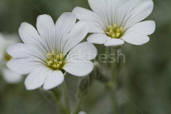 White rock flower Stock photo © Nneirda