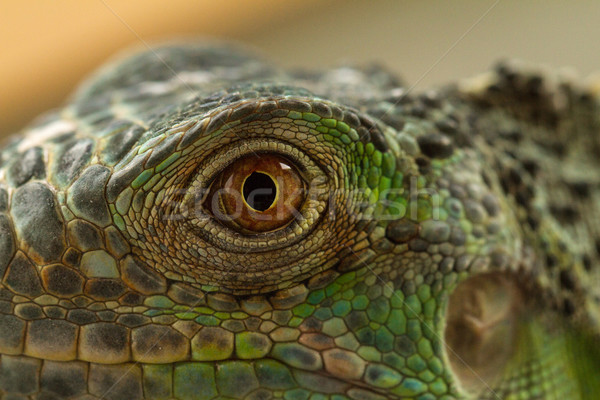 Iguana eye Stock photo © Nneirda