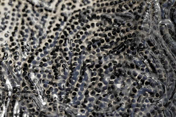 Frog tadpole Stock photo © Nneirda