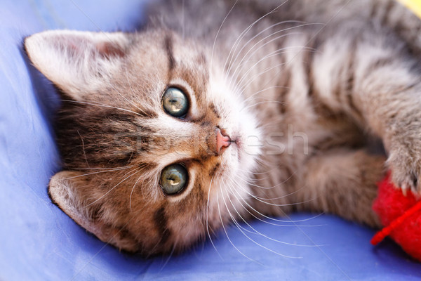 Cute mały kot Fotografia gry czerwony Zdjęcia stock © Nneirda