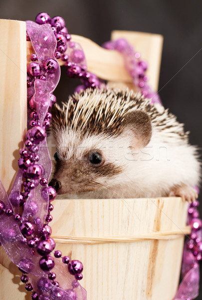 A cute little hedgehog - ( African white- bellied hedgehog ) Stock photo © Nneirda