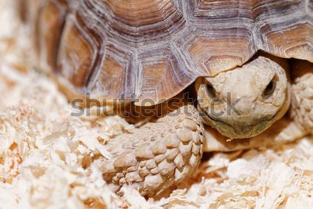 African Spurred Tortoise Stock photo © Nneirda