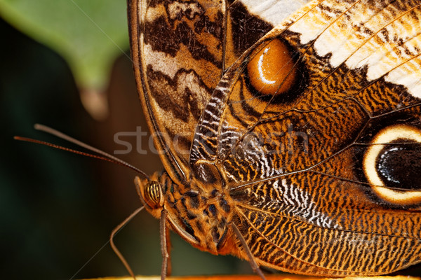 Foto stock: Macro · borboleta · asa · detalhado · tropical