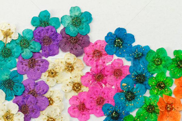 Zdjęcia stock: Dekoracyjny · montaż · kolorowy · suszy · wiosennych · kwiatów · fioletowy