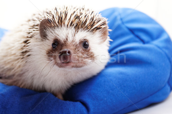 Cute Igel Foto blau Augen Körper Stock foto © Nneirda