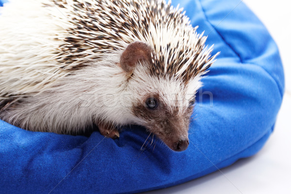 Stock photo: Cute hedgehog