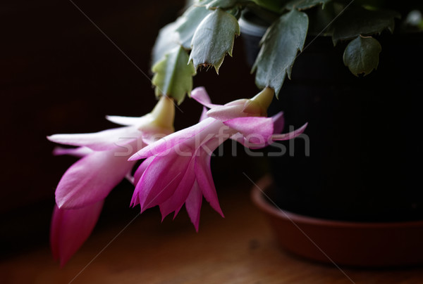 Crăciun cactus fotografie frumos floare flori Imagine de stoc © Nneirda