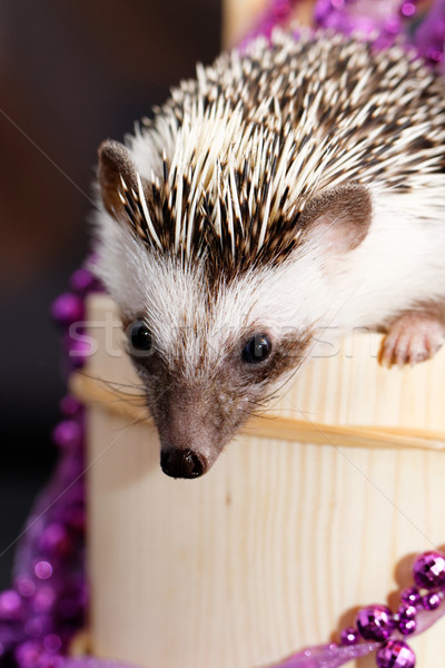 A cute little hedgehog - ( African white- bellied hedgehog ) Stock photo © Nneirda