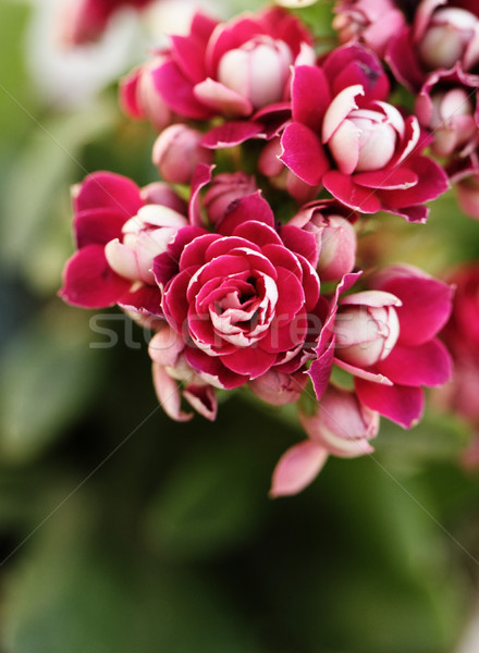 Kalanchoe flower blossoms Stock photo © Nneirda