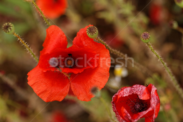 Red poppies Stock photo © Nneirda