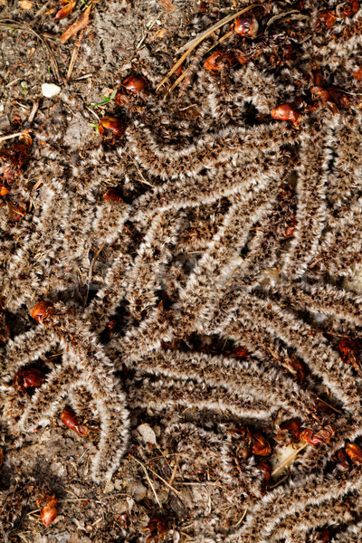 Stock photo: Tree crop