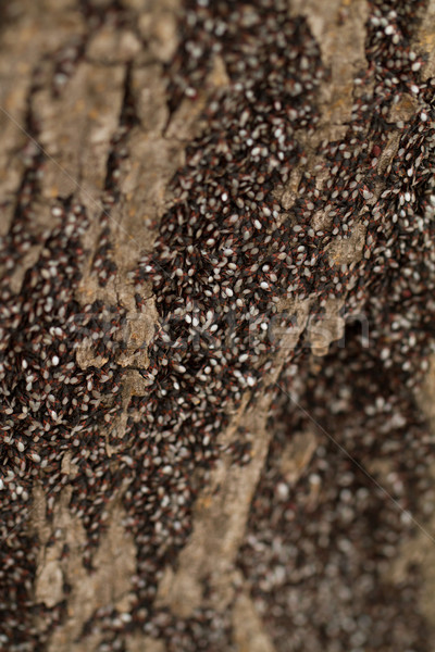 Stock photo: Bugs on the trunk