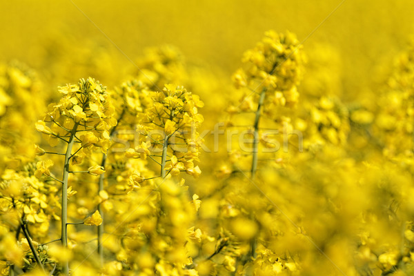 Colza field Stock photo © Nneirda